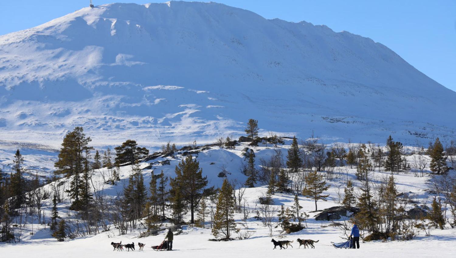 dog sledding at Gaustatoppen