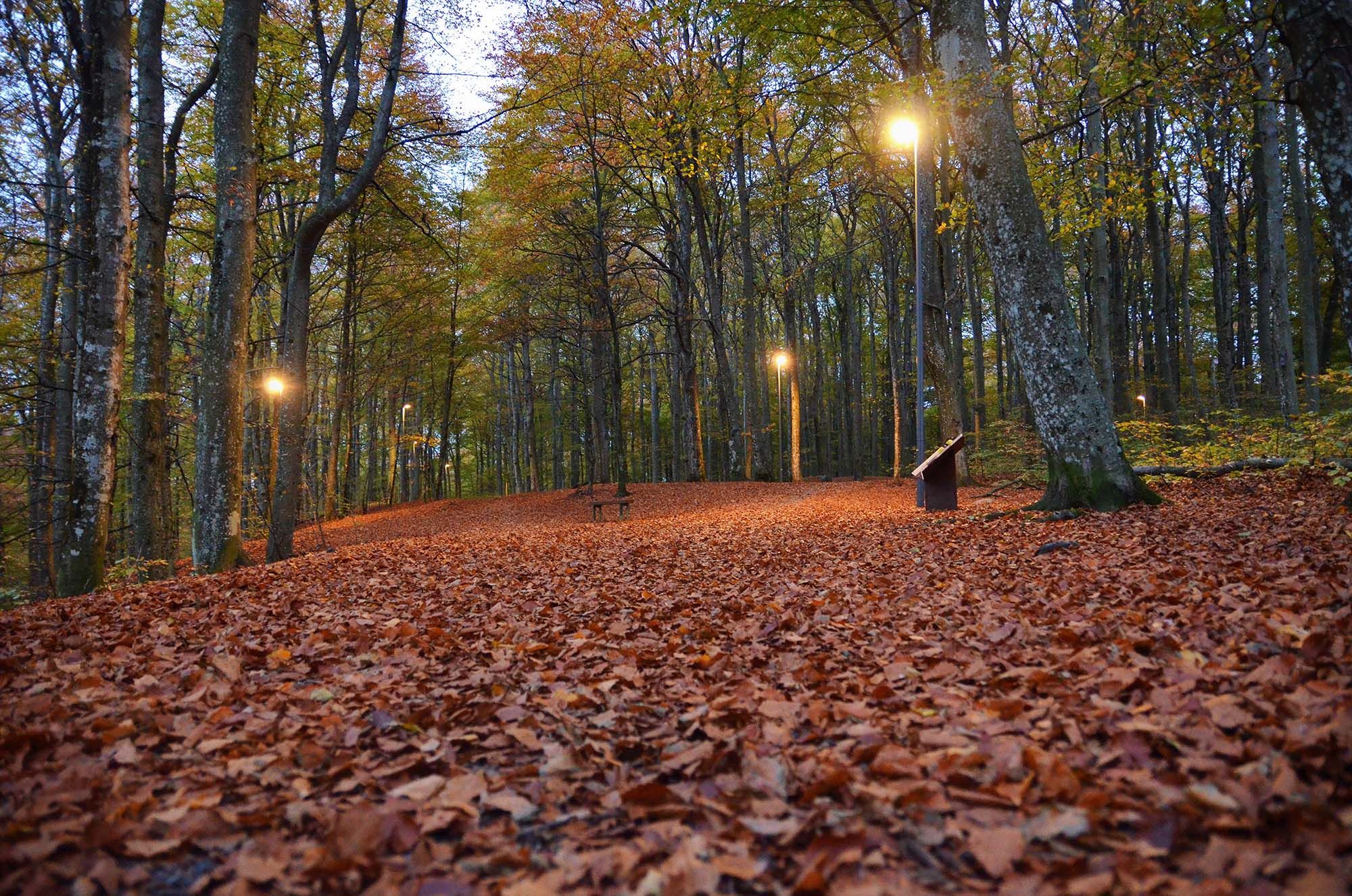 the beech forest in autumn