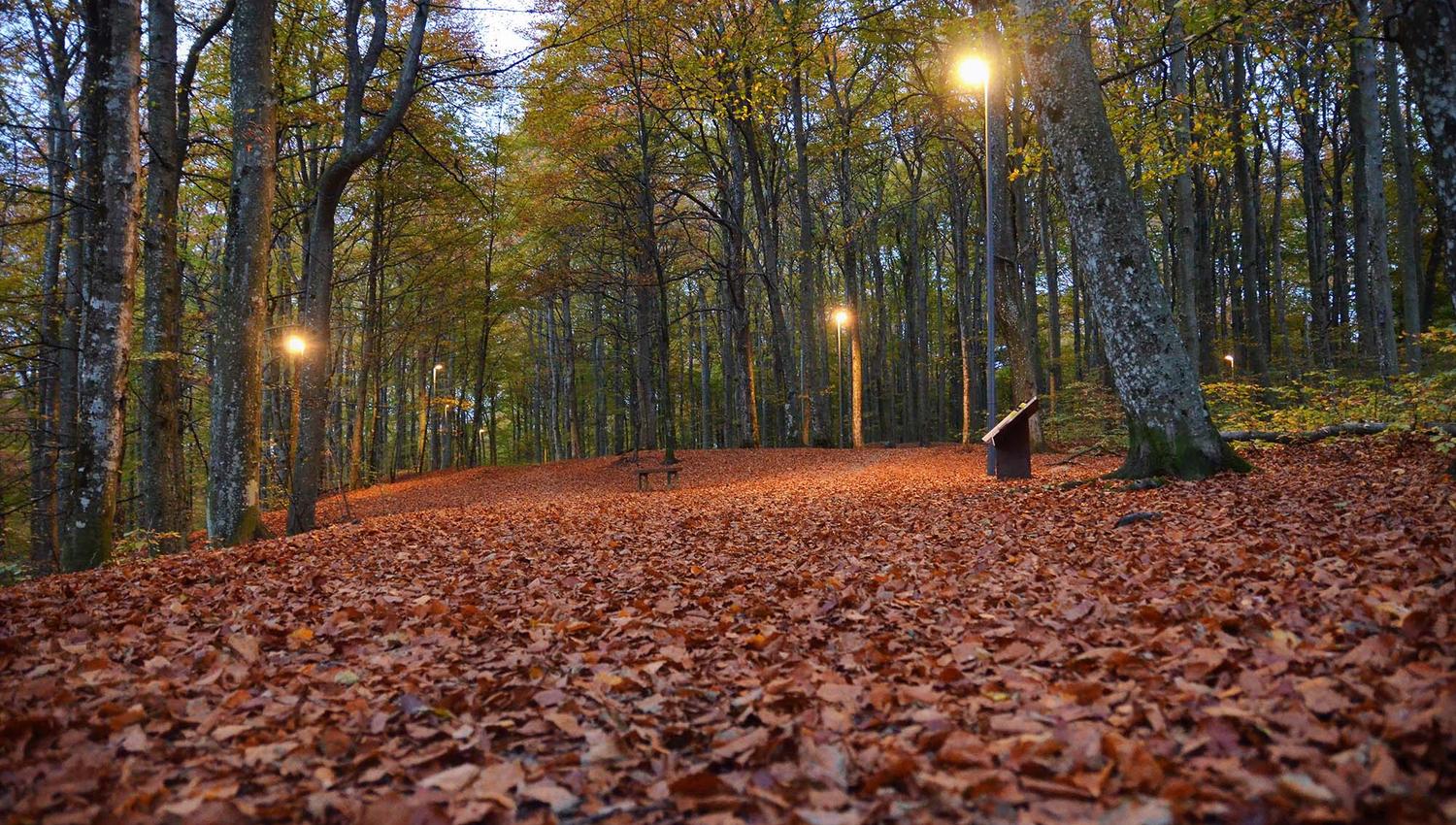 the beech forest in autumn