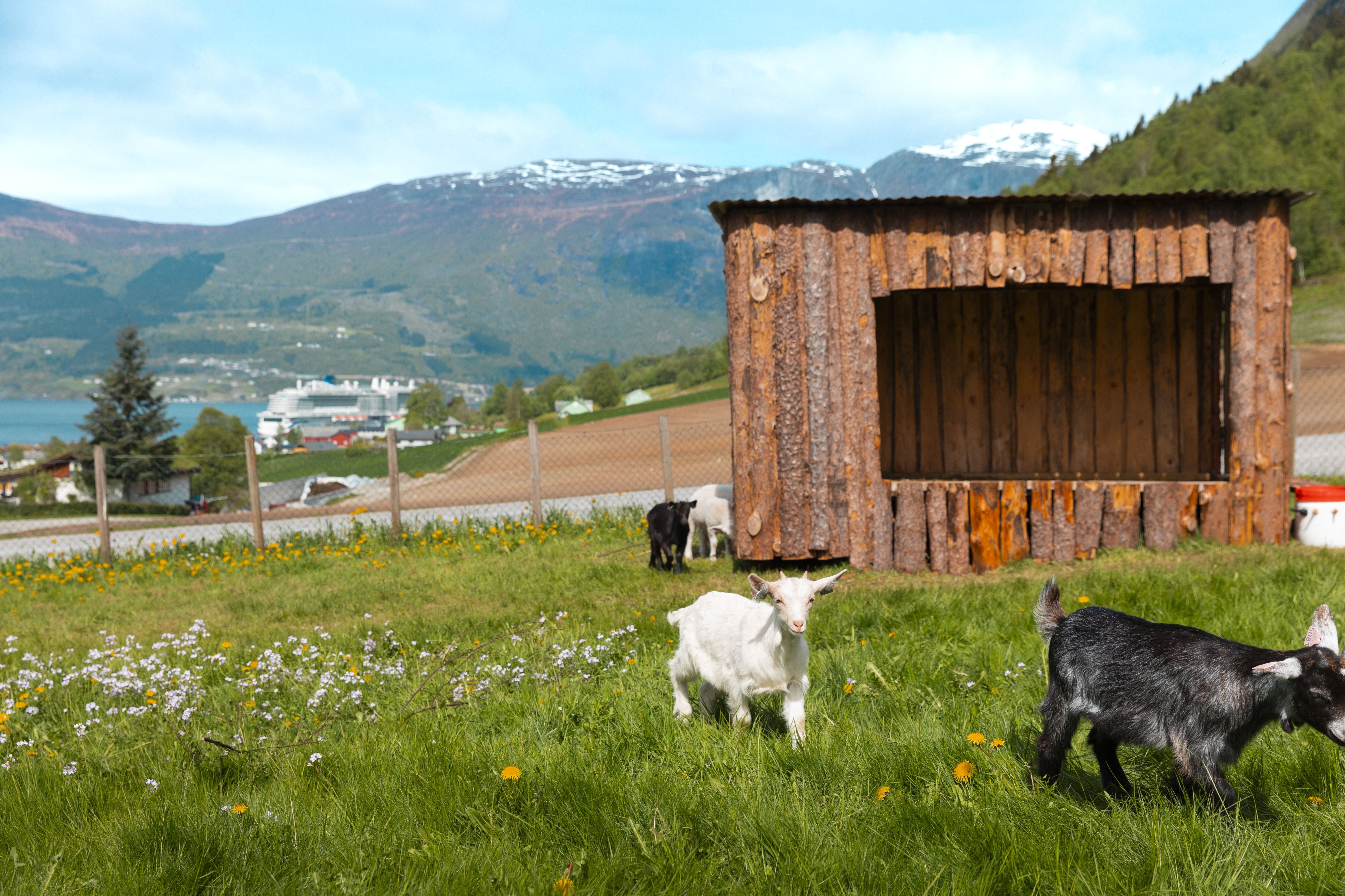 Young goats graze on a grassy hillside near a wooden shed, with a lake, village, and snowy mountains behind.