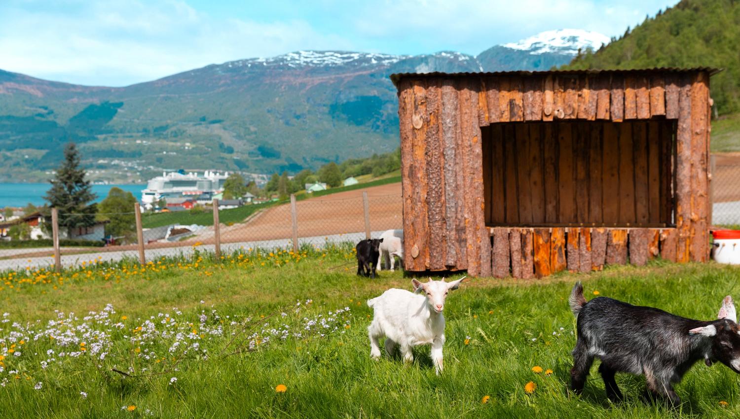 Young goats graze on a grassy hillside near a wooden shed, with a lake, village, and snowy mountains behind.