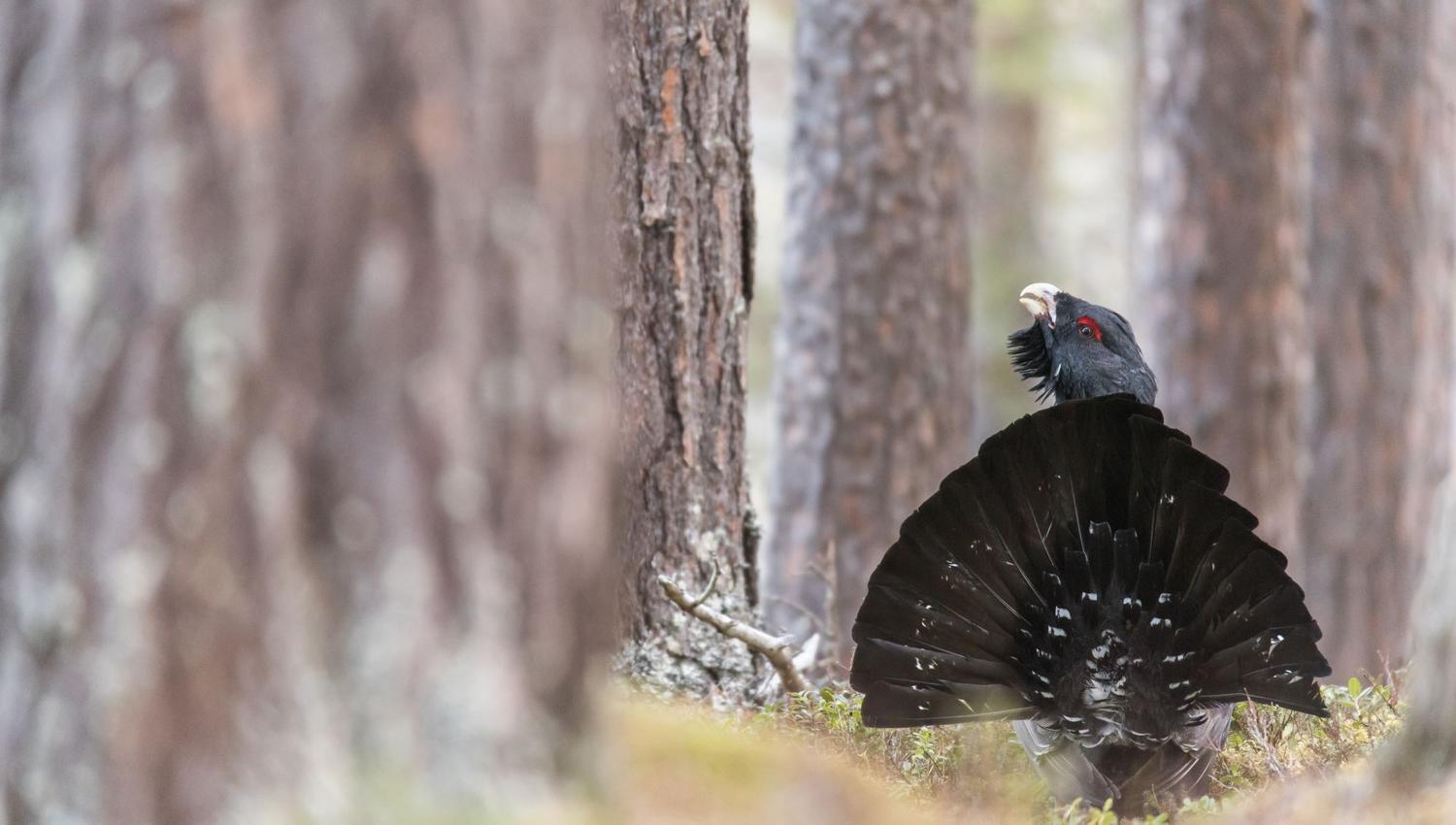 Capercaillie display from photo hide