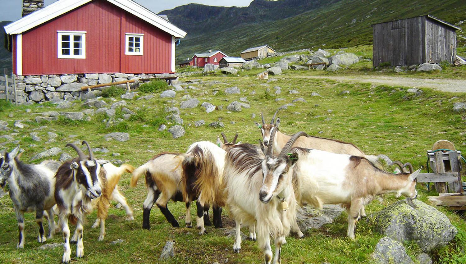 Sparstadtrøe summer mountain farm in Vang, Valdres, Norway.