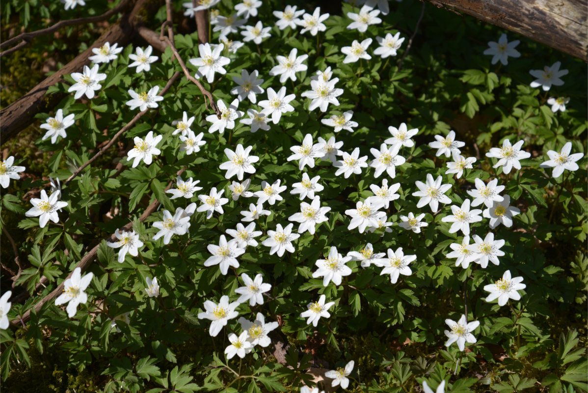 Wooden Anemones 