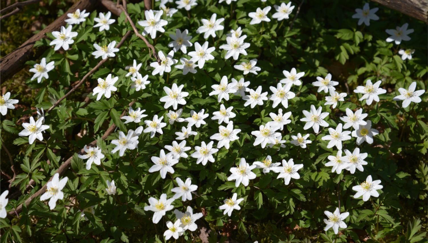 Wooden Anemones