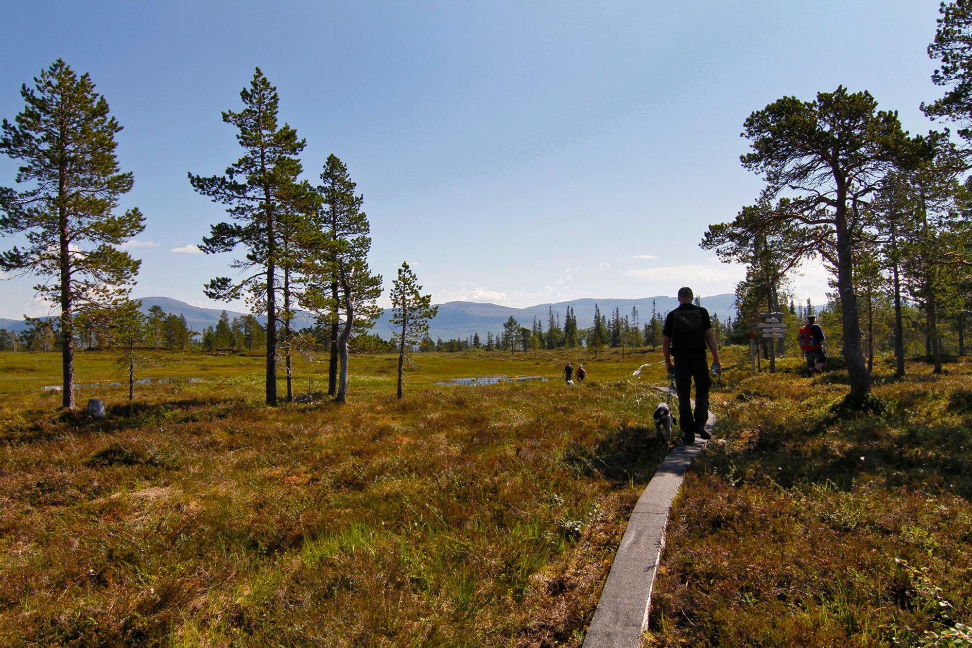 steinkjer steinkjer kommuneskoger vandring norges geografiske midtpunkt (50) WEB