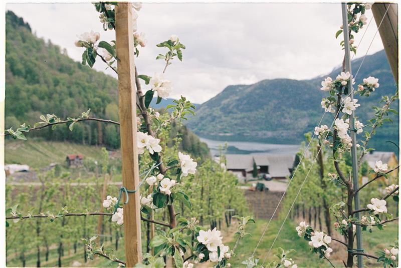 Ølmheim Siderhage