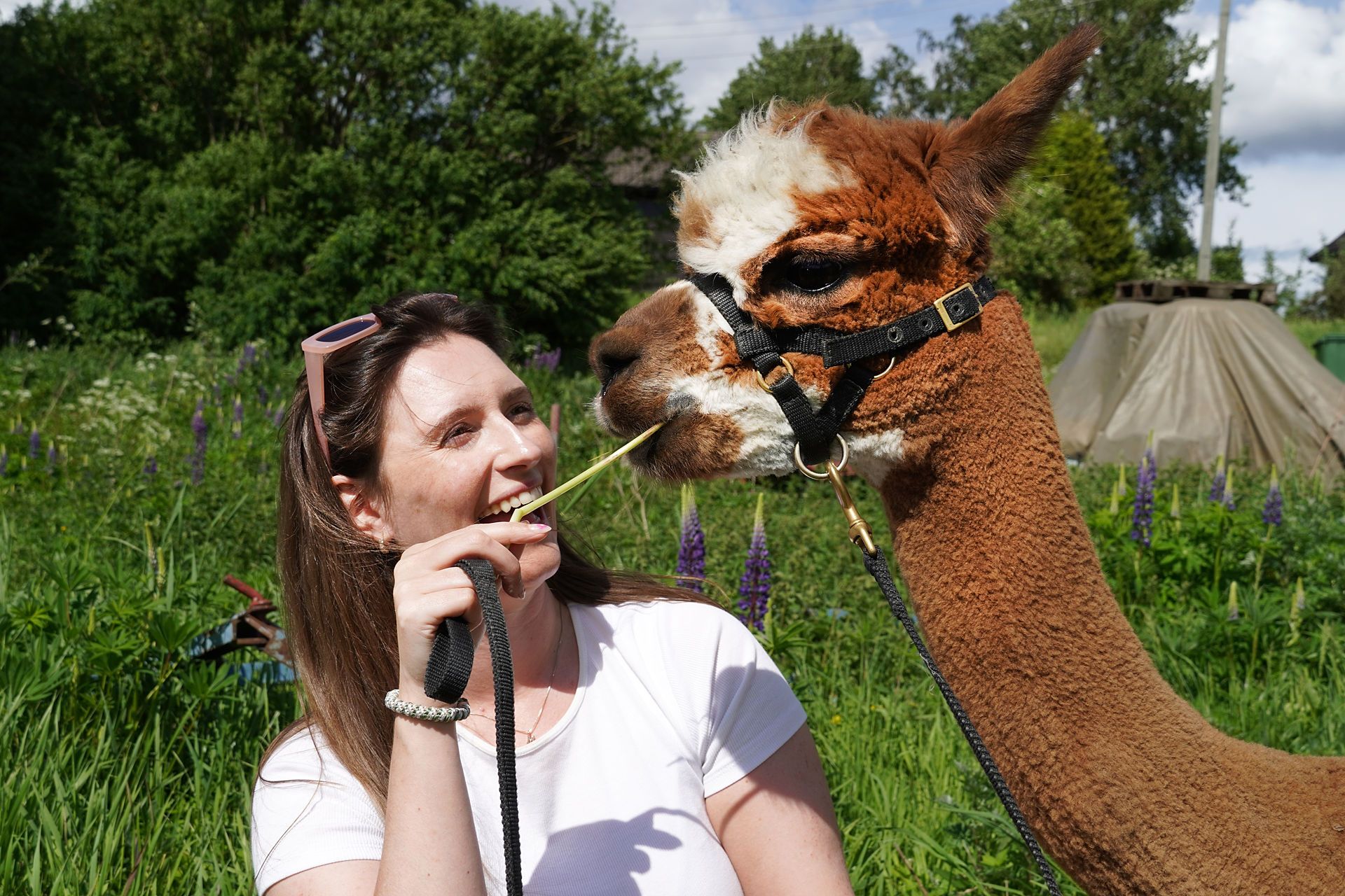 Alpaca and woman 