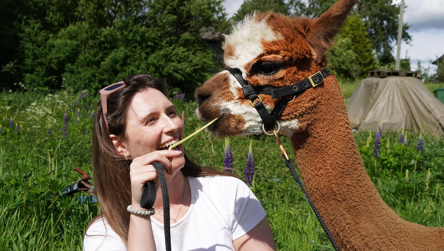 Alpaca and woman