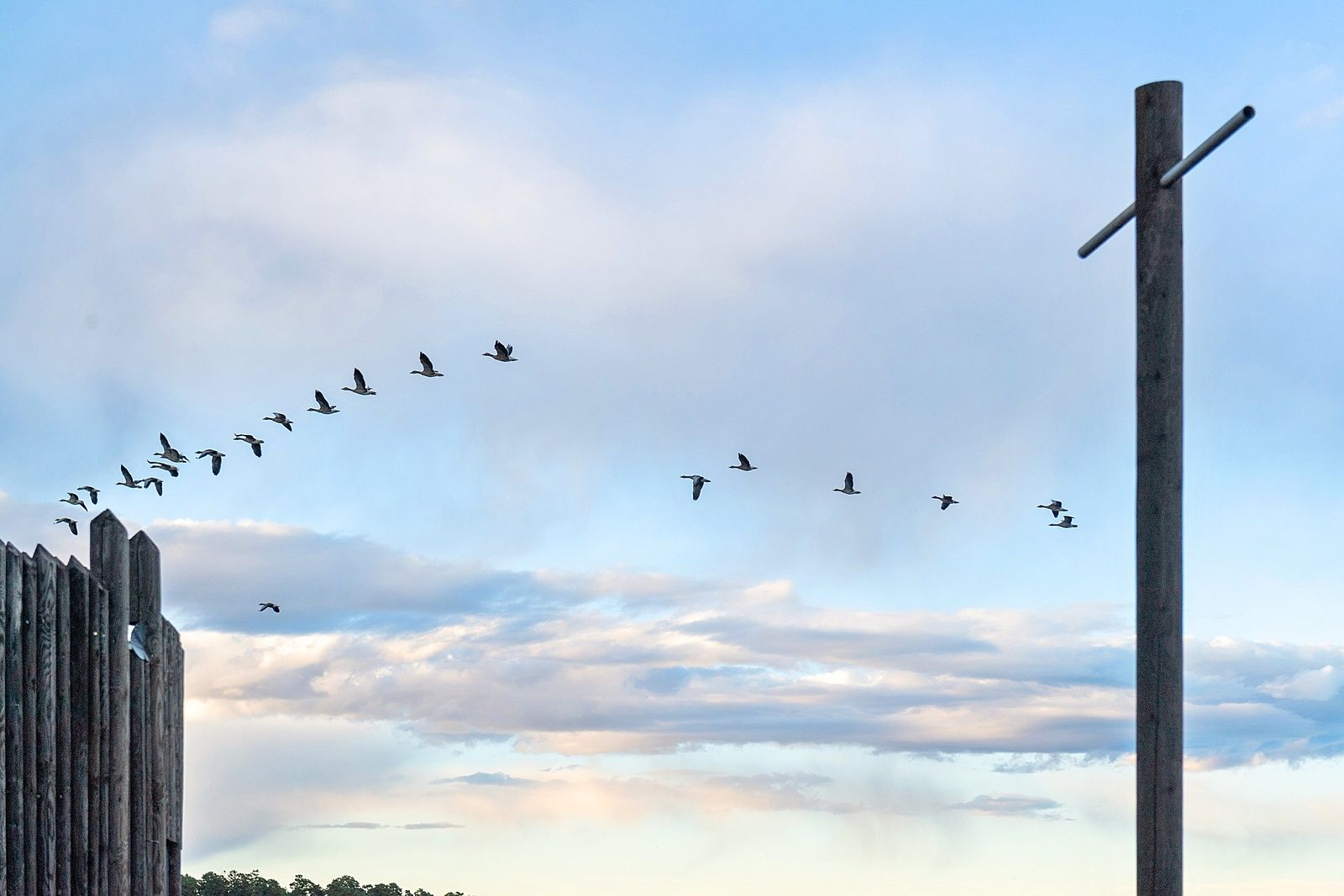 Birds in the sky