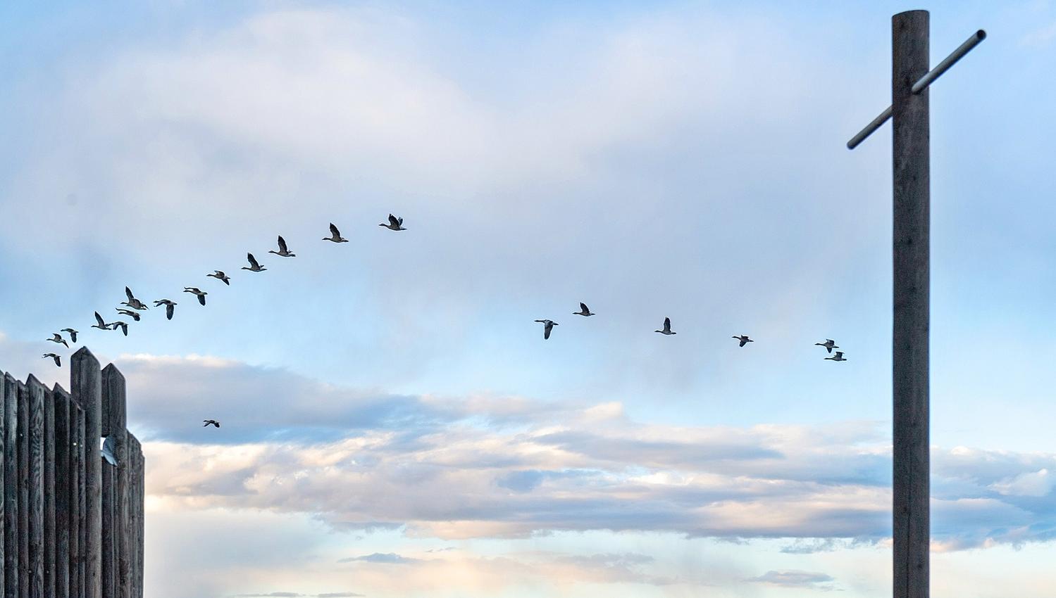 Birds in the sky