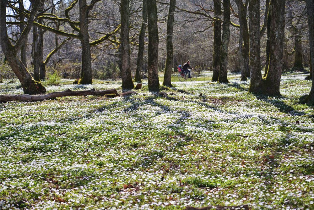 Wooden Anemones in the Oak forest