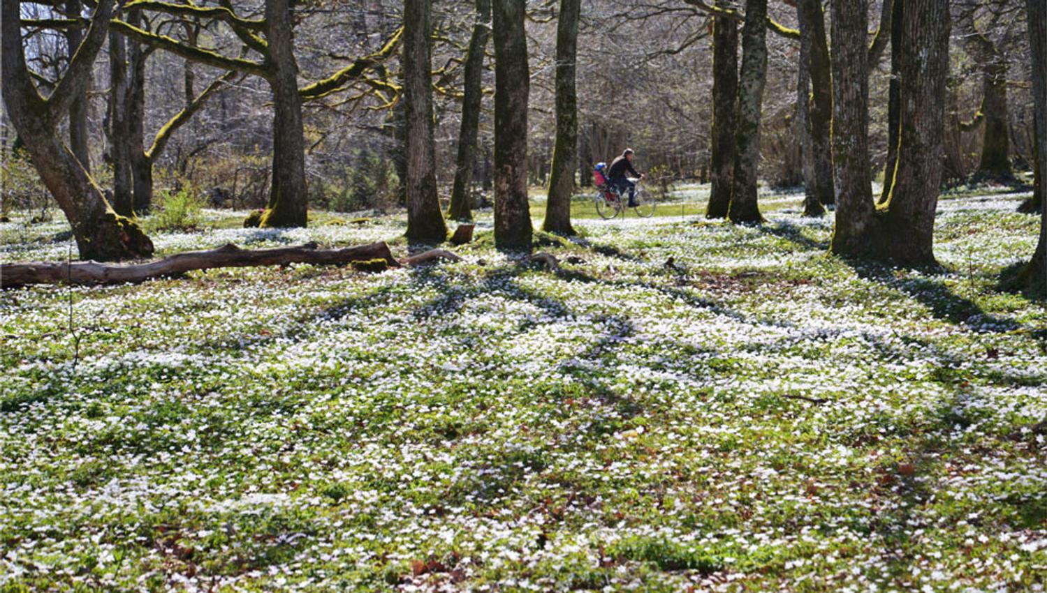 Wooden Anemones in the Oak forest