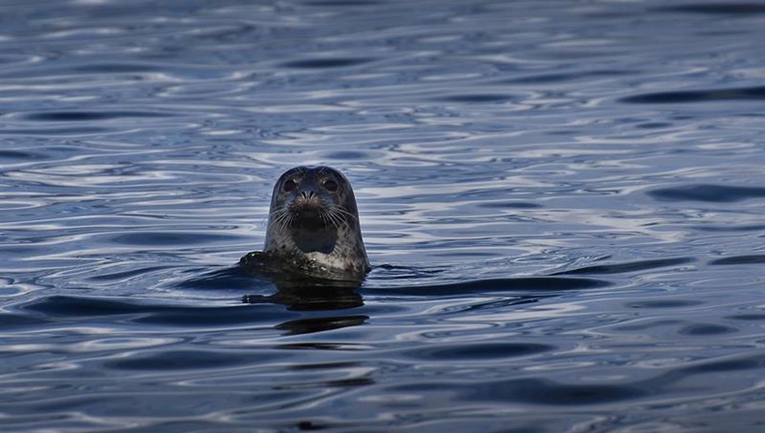 Common seal