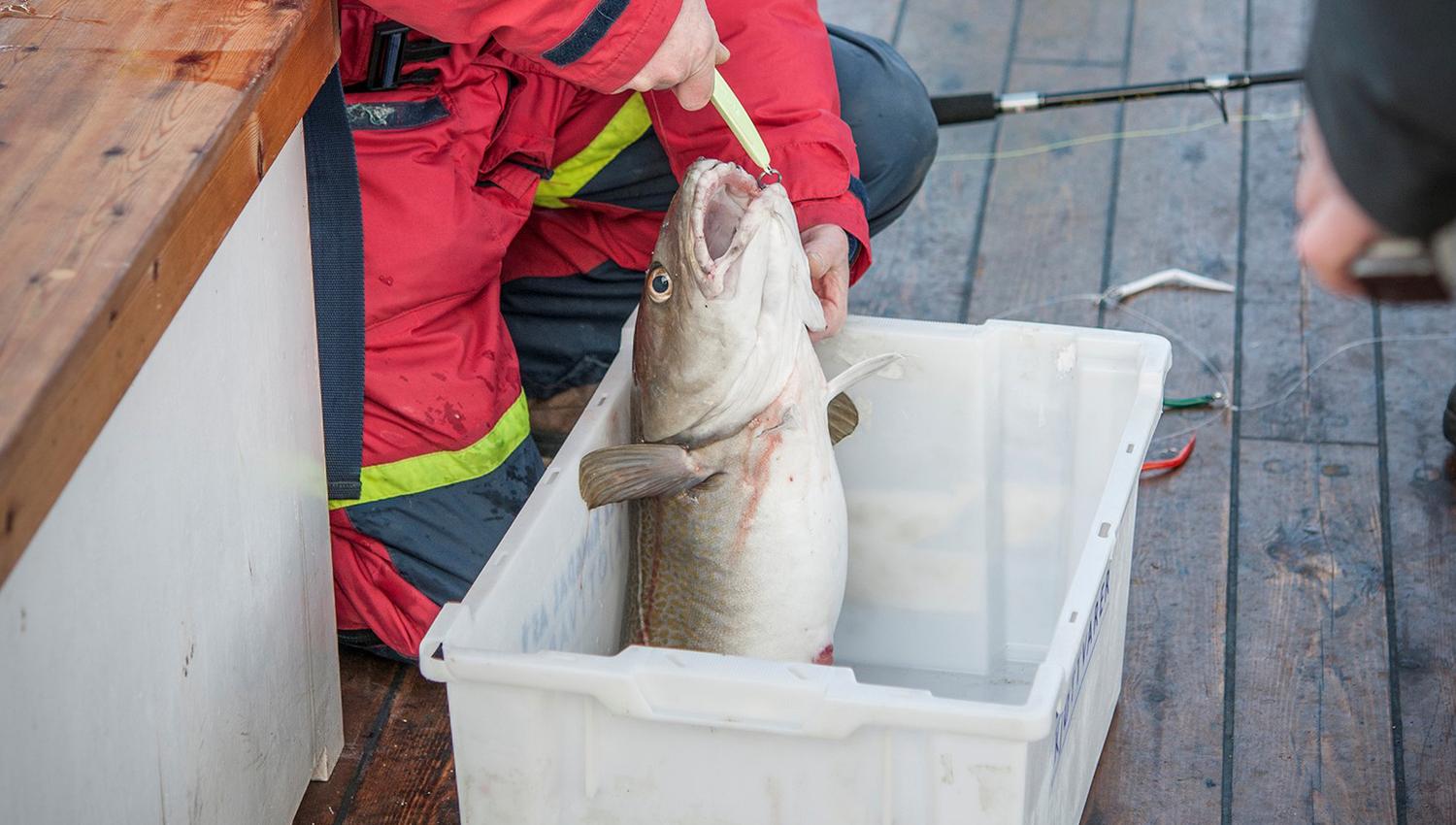 Storfangst på tur med Fiskerimuseet.