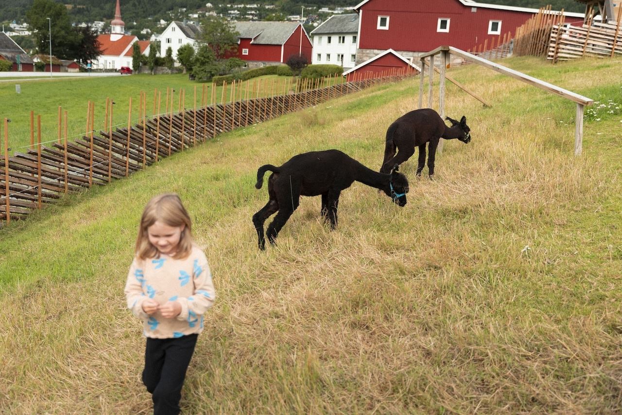 Two dark alpacas graze on a grassy hillside near red farm buildings, with a child standing in the foreground..