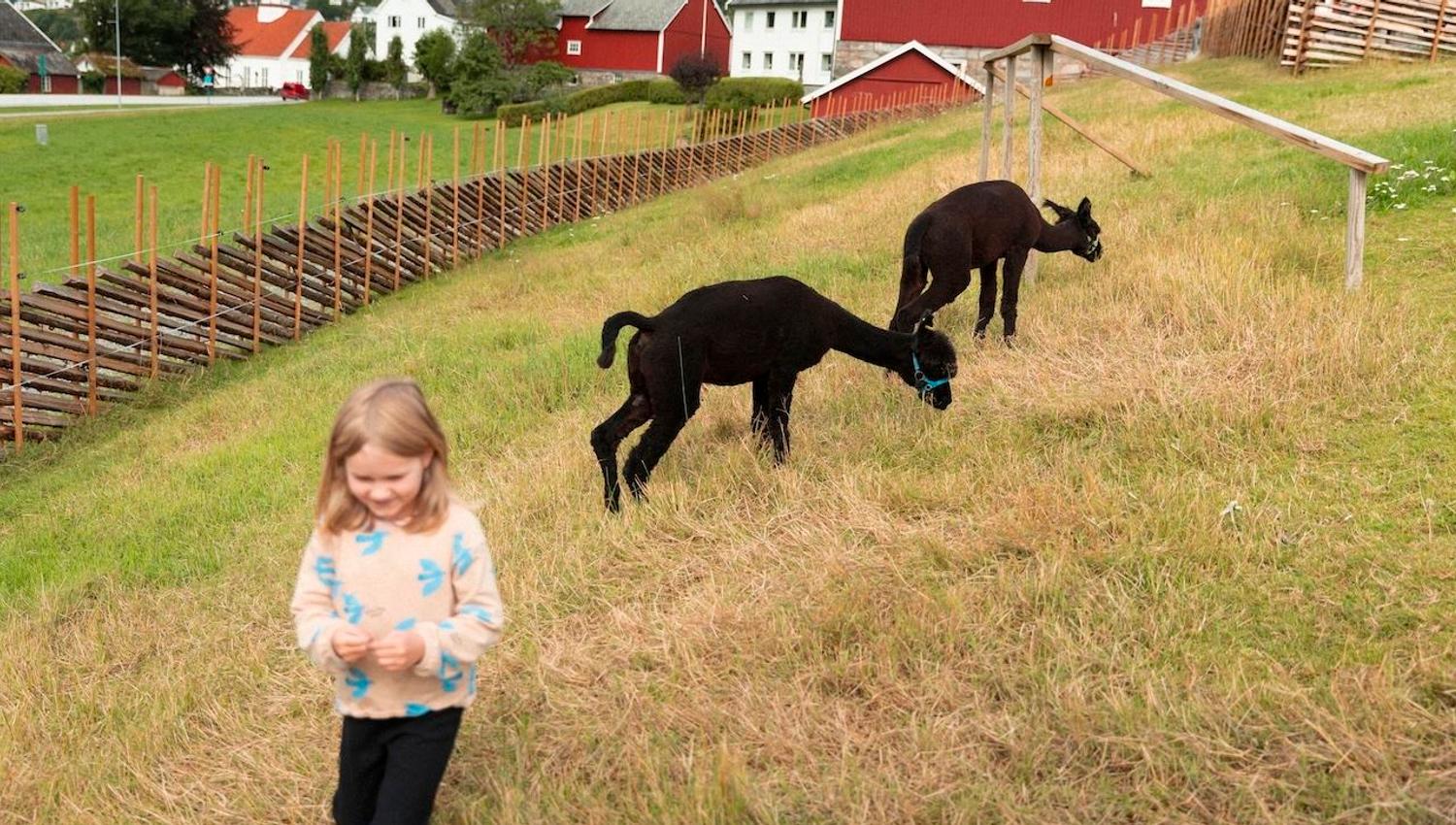 Two dark alpacas graze on a grassy hillside near red farm buildings, with a child standing in the foreground..
