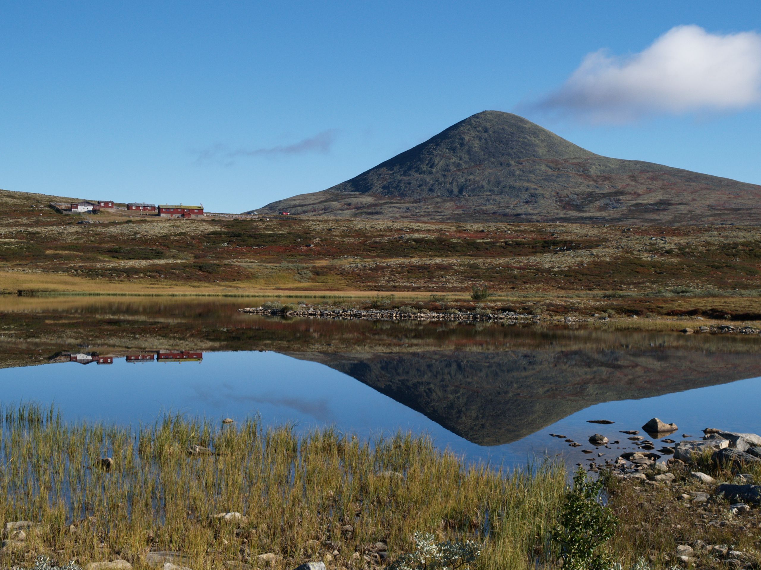 Muen speiler seg i vannet
