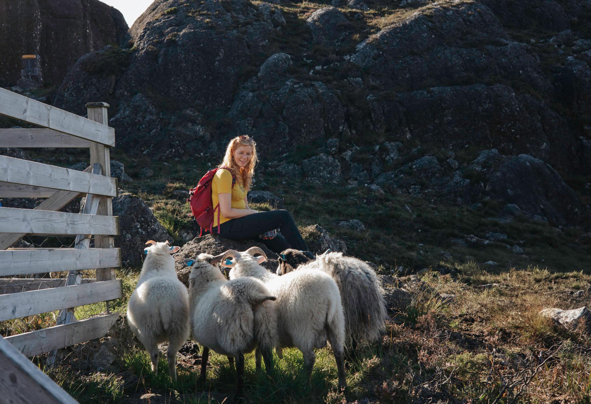 Wild sheep safari in Solund with Sognefjord Active