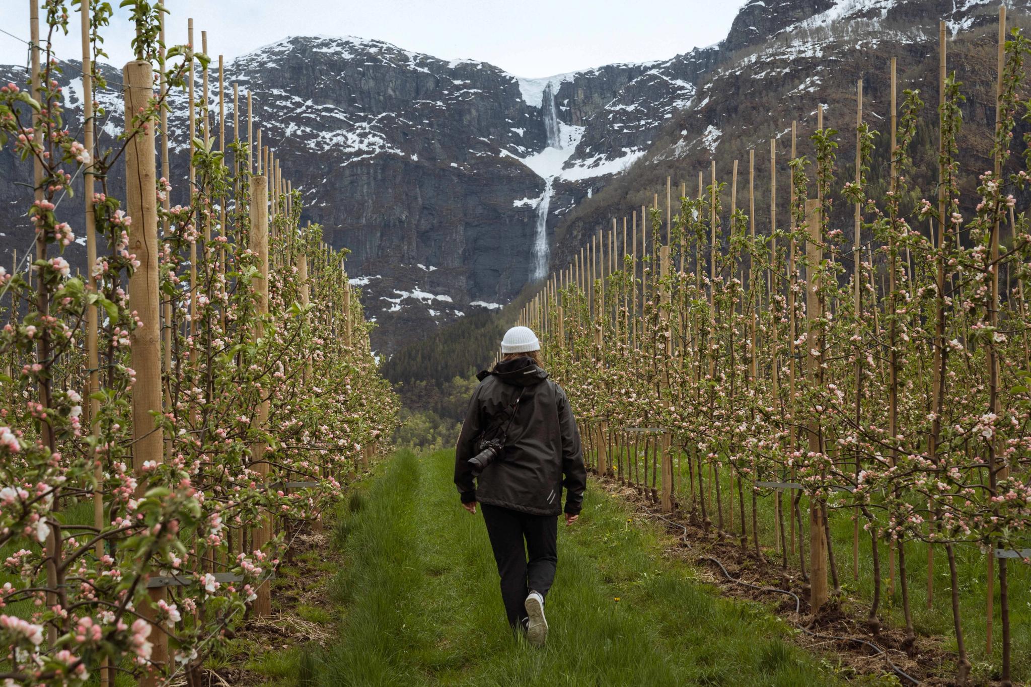 Spring walk in blooming apple orchard on the Fruit Trail in Hardanger with a waterfall in the background.