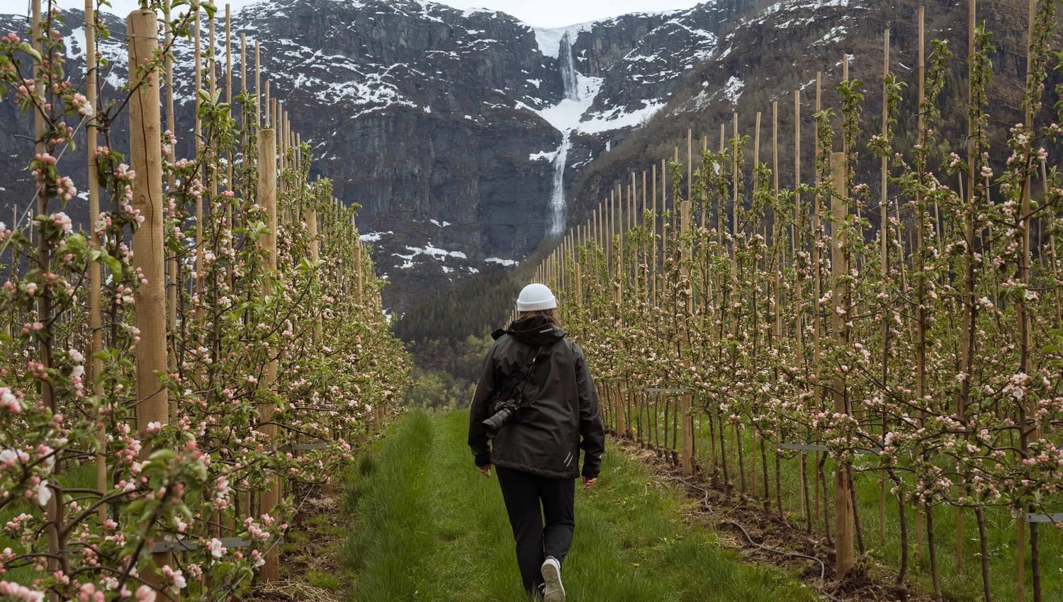 Spring walk in blooming apple orchard on the Fruit Trail in Hardanger with a waterfall in the background.