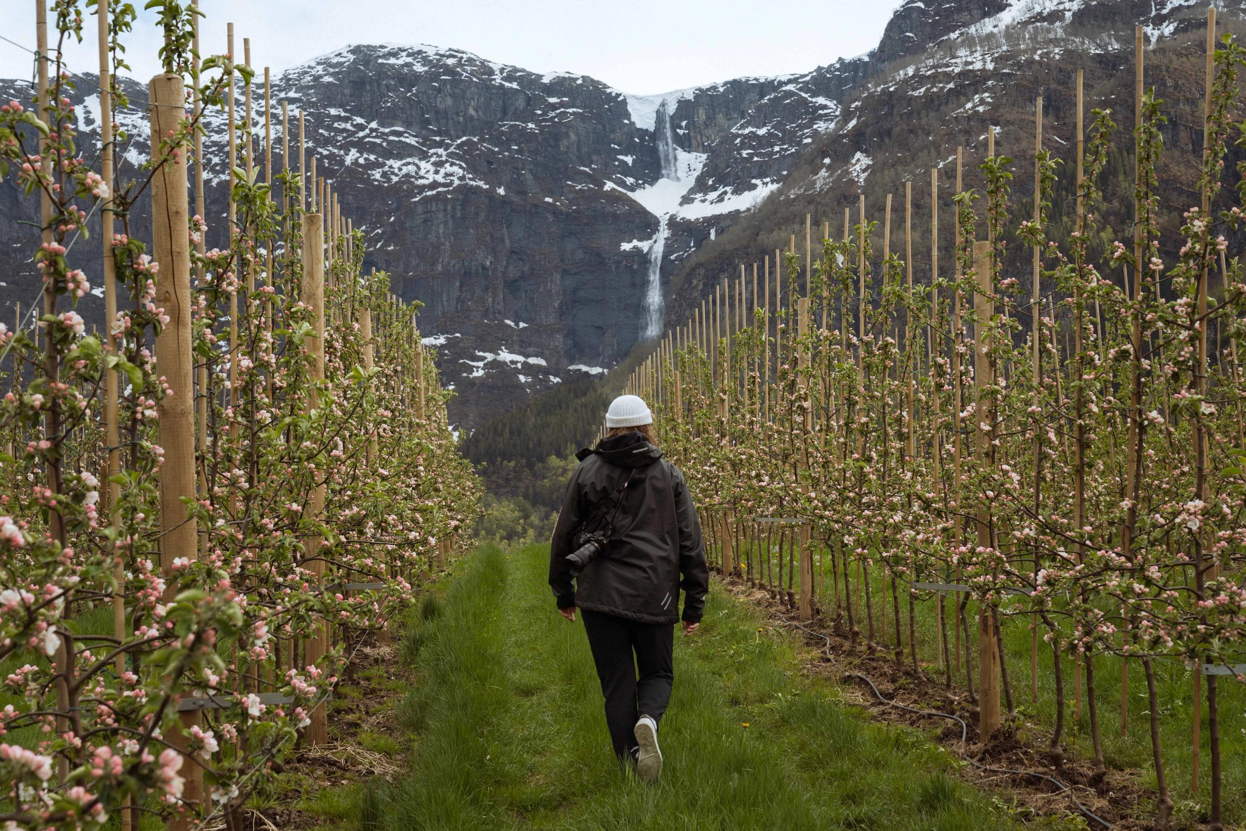 Vårvandring i blomstrande eplehage langs Fruktstien i Hardanger med fossefall i bakgrunnen.