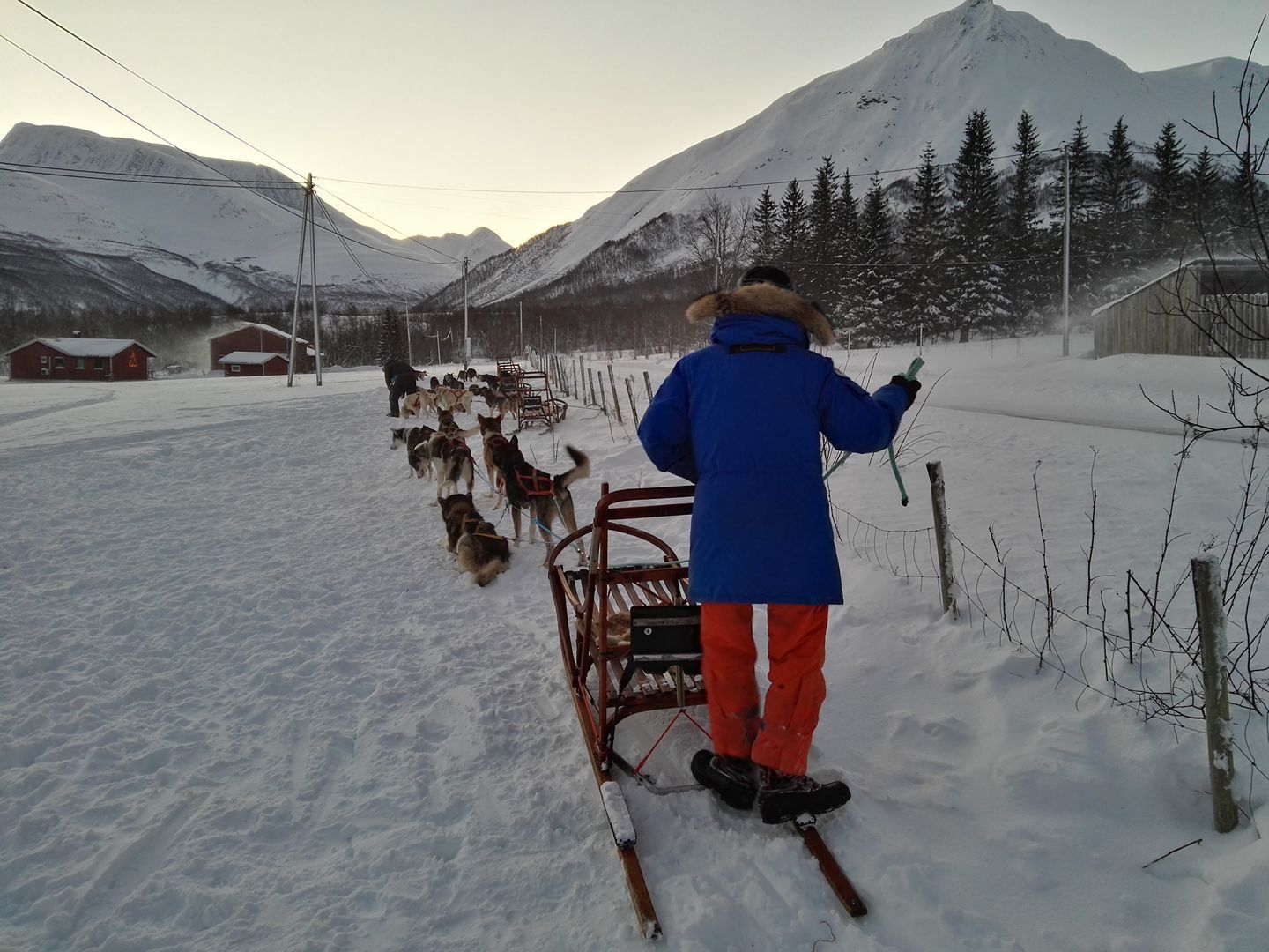 The musher drives the dog sled