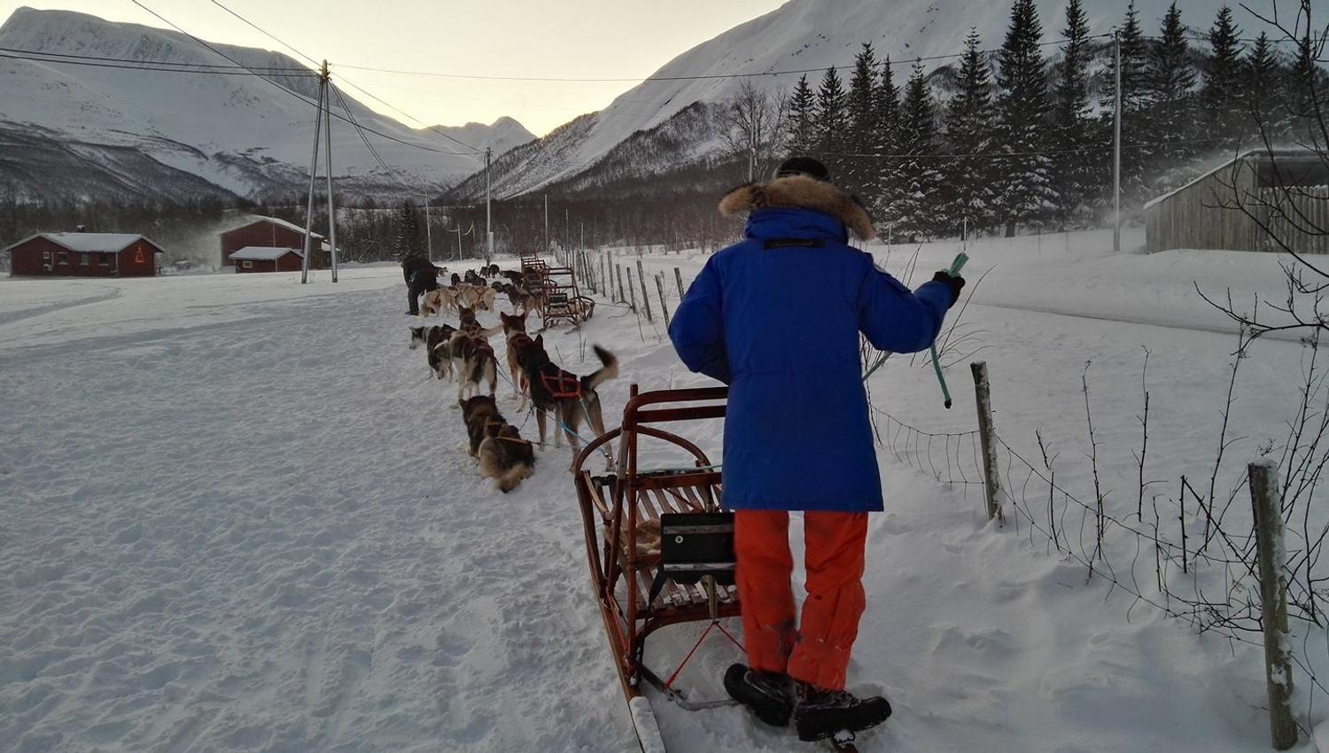 The musher drives the dog sled