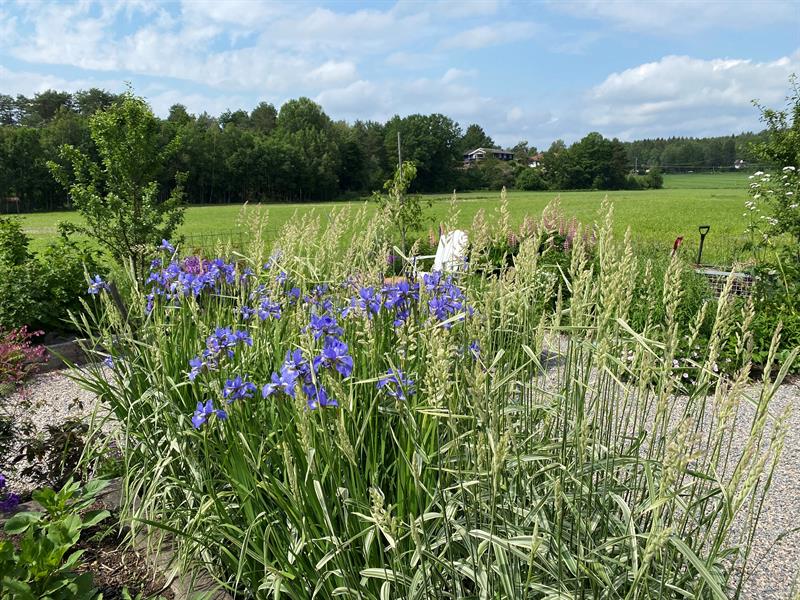 Gress og blomster