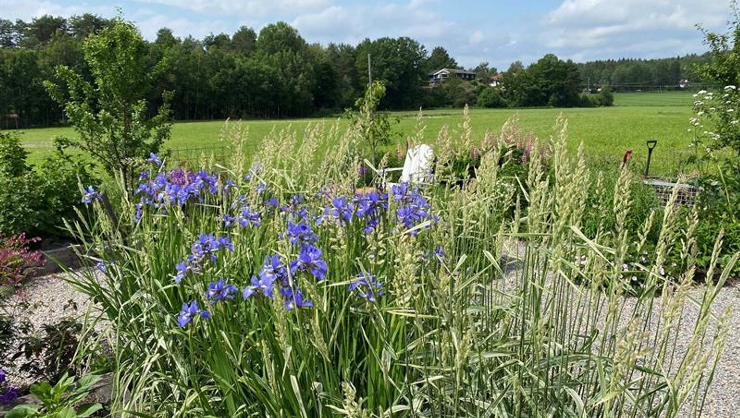 Gress og blomster