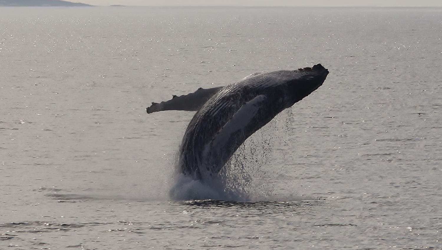 Whale jumping