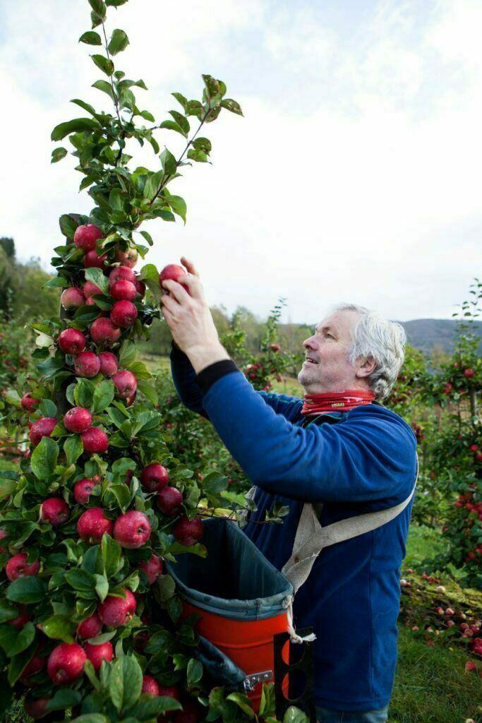 Apfelpflücker in Ulvik erntet reife Äpfel von einem Baum.
