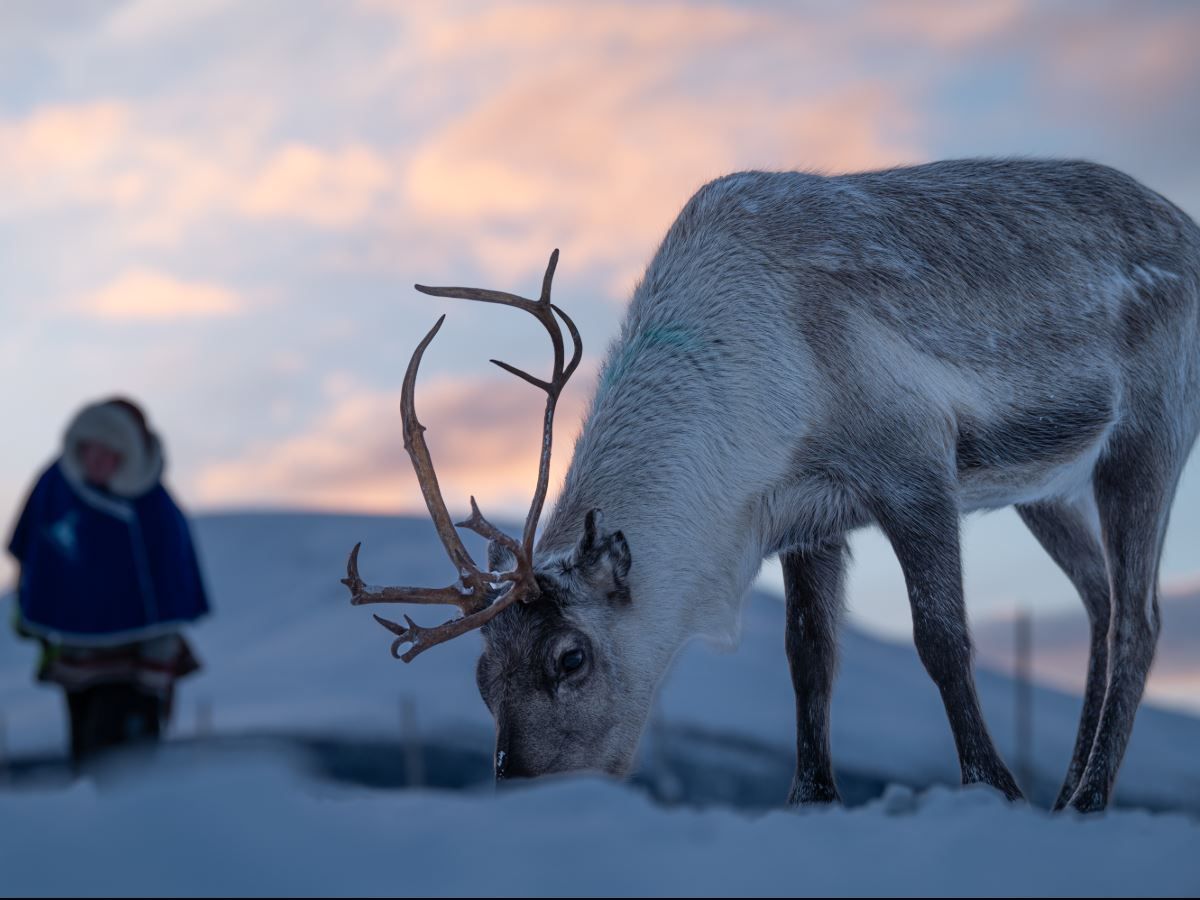Reindeer in the snow at Tromsø Lapland’s reindeer camp in the winter landscape near Tromsø.