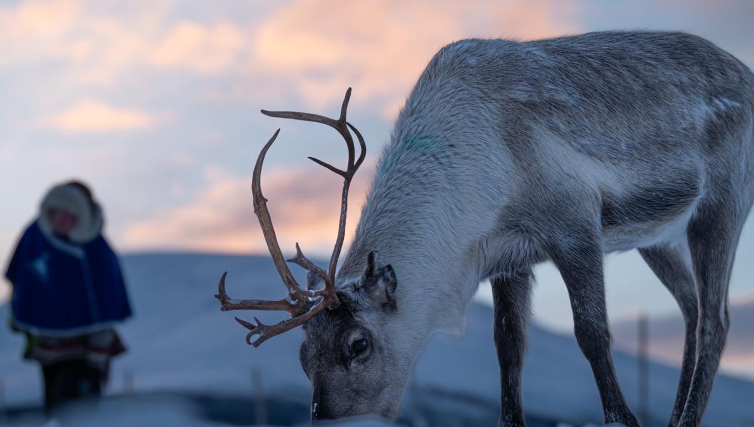 Reindeer in the snow at Tromsø Lapland’s reindeer camp in the winter landscape near Tromsø.