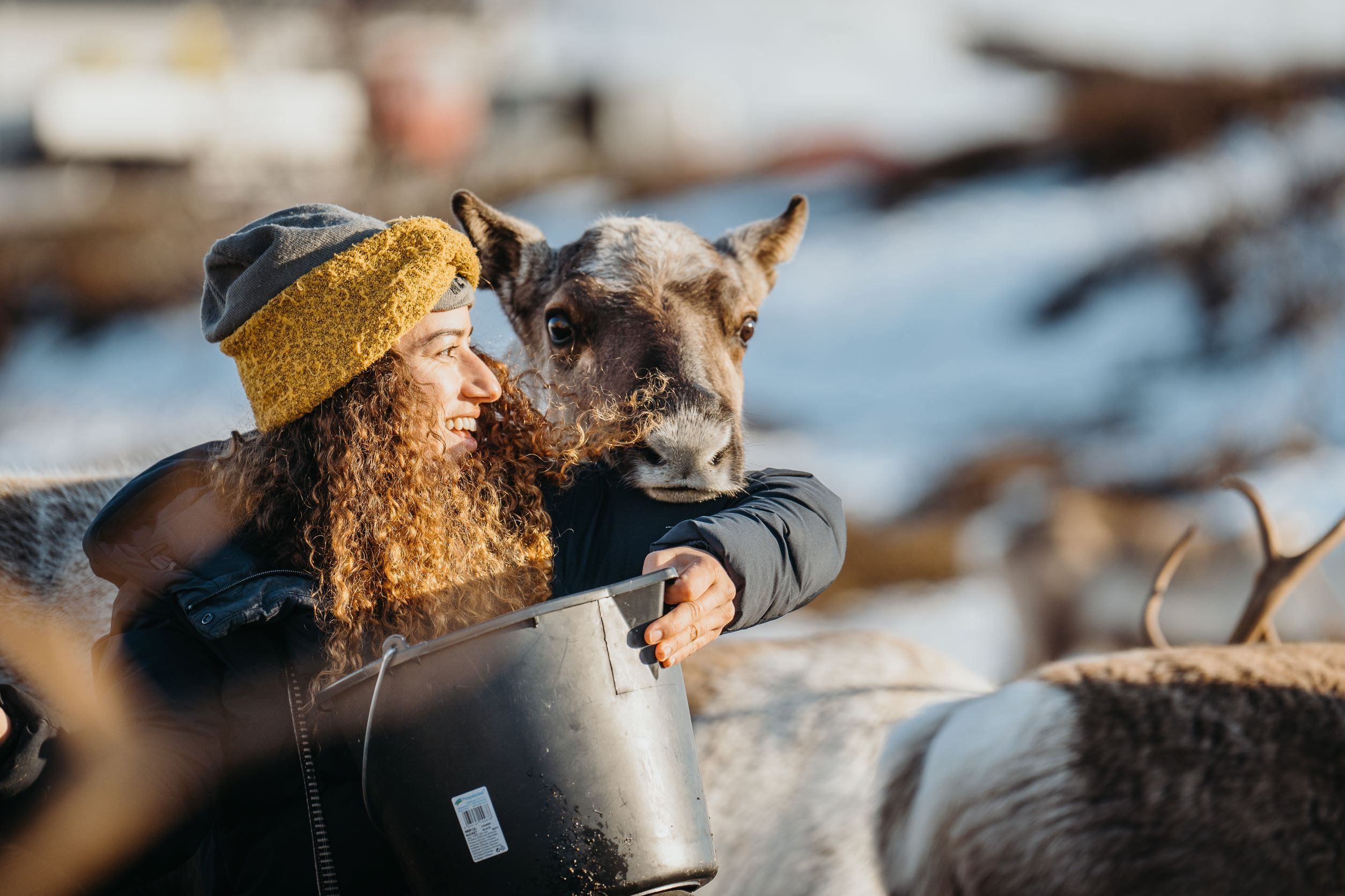 Person with a yellow hat and bucket in the snow, close to a reindeer