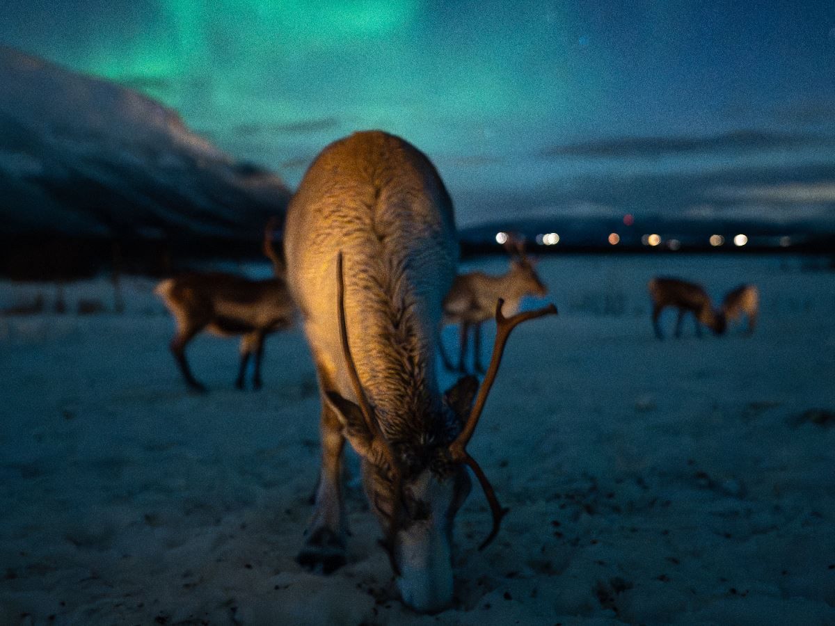 Reindeer in a snowy landscape with the Northern Lights visible above Tromsø Lapland.