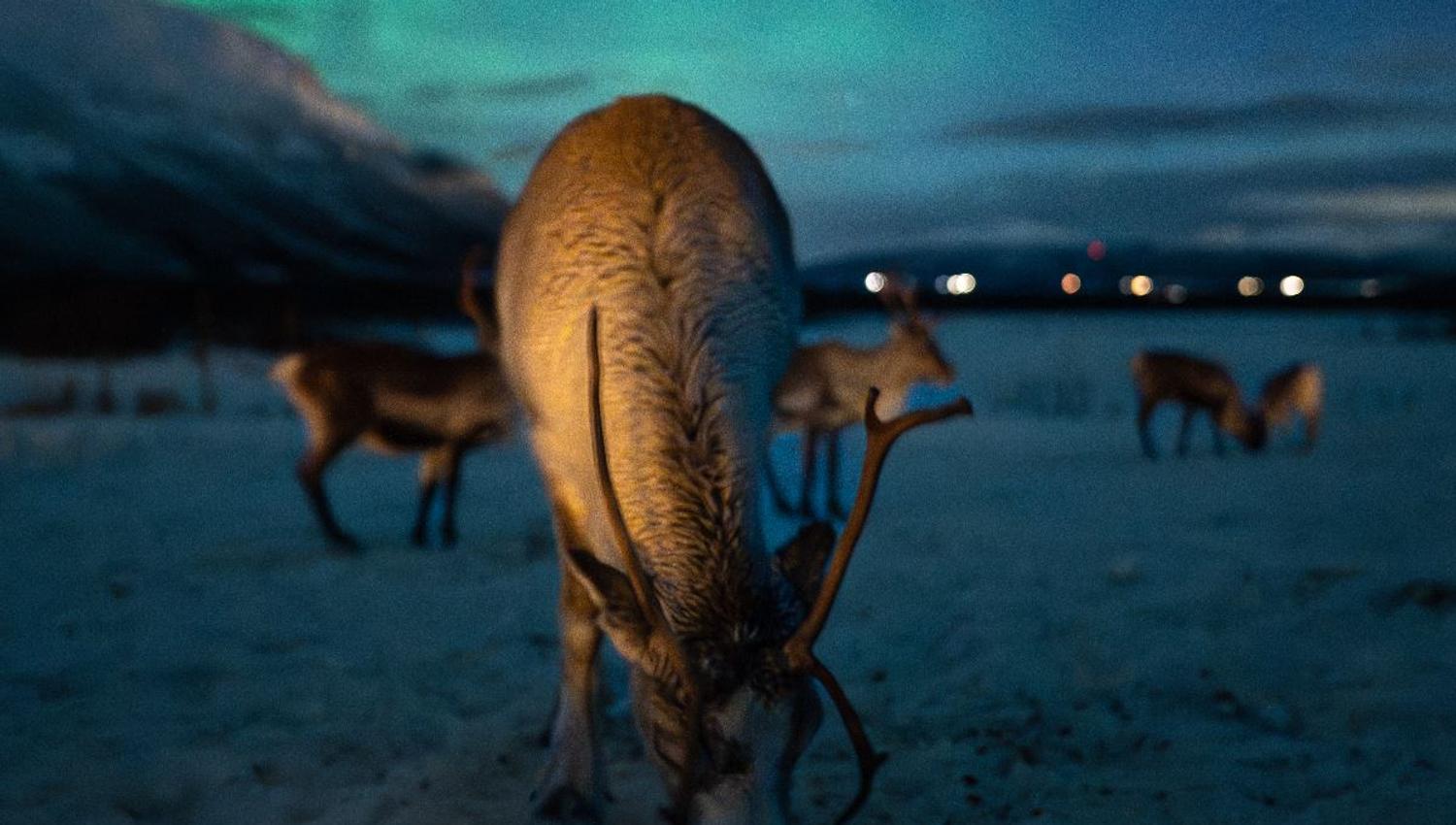 Reindeer in a snowy landscape with the Northern Lights visible above Tromsø Lapland.