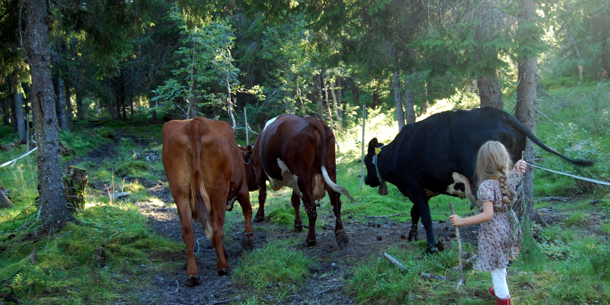 The little milkmaid helps with the herding of the cows at Holsingseteren summer mountain farm in Snåsa