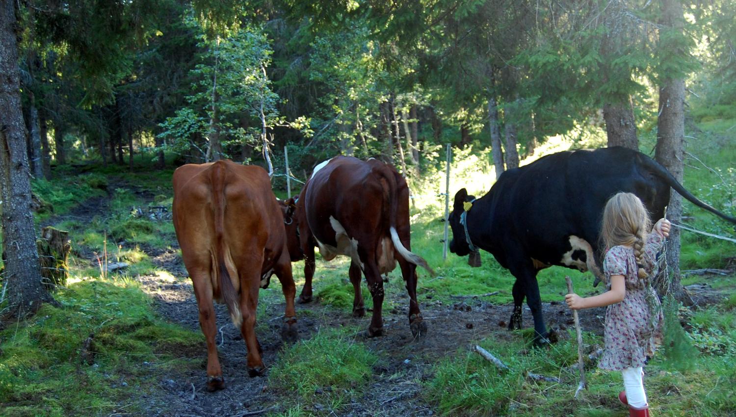 The little milkmaid helps with the herding of the cows at Holsingseteren summer mountain farm in Snåsa