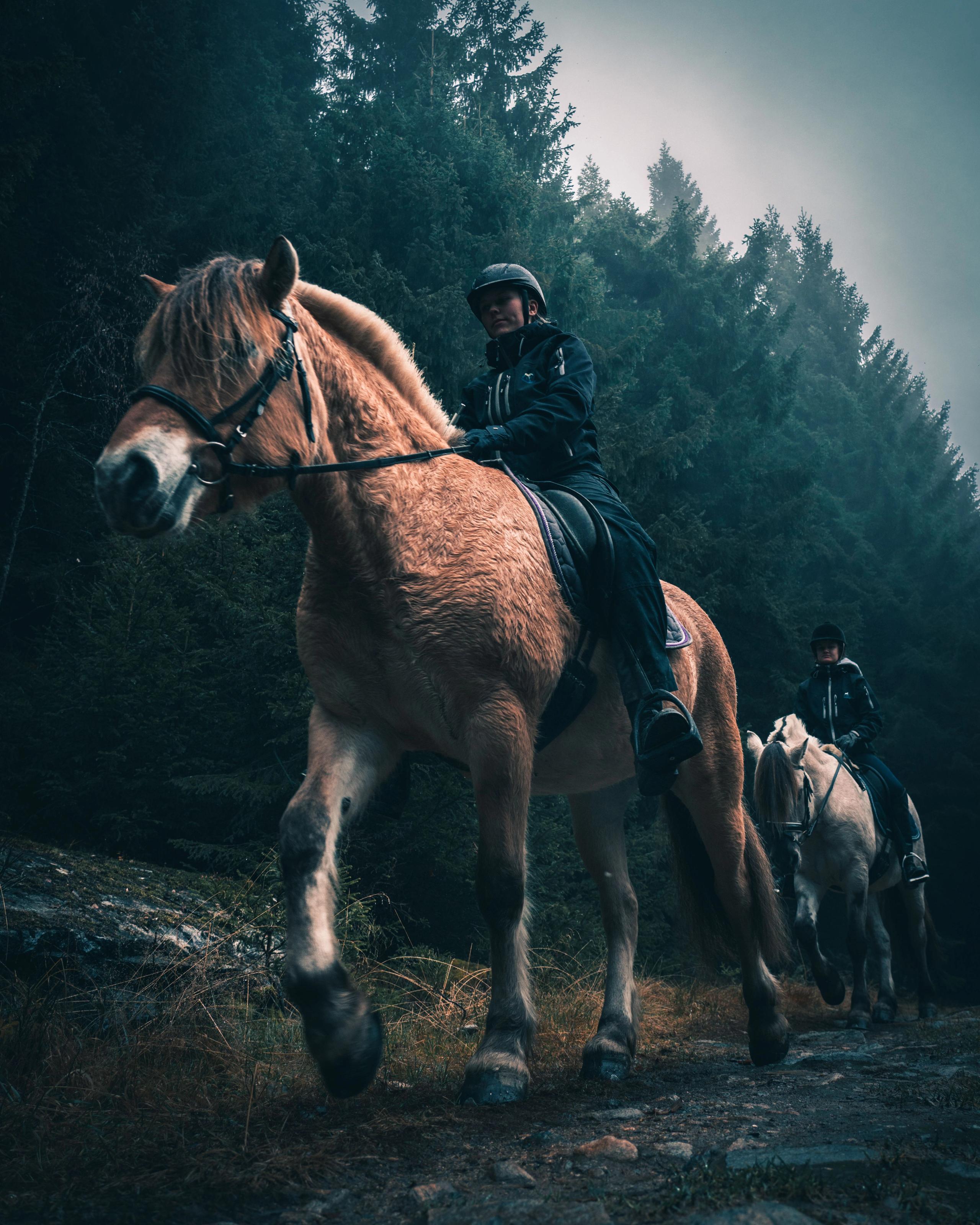 Two riders in helmets ride horses along a rocky forest path, with tall evergreen trees and misty sky behind.