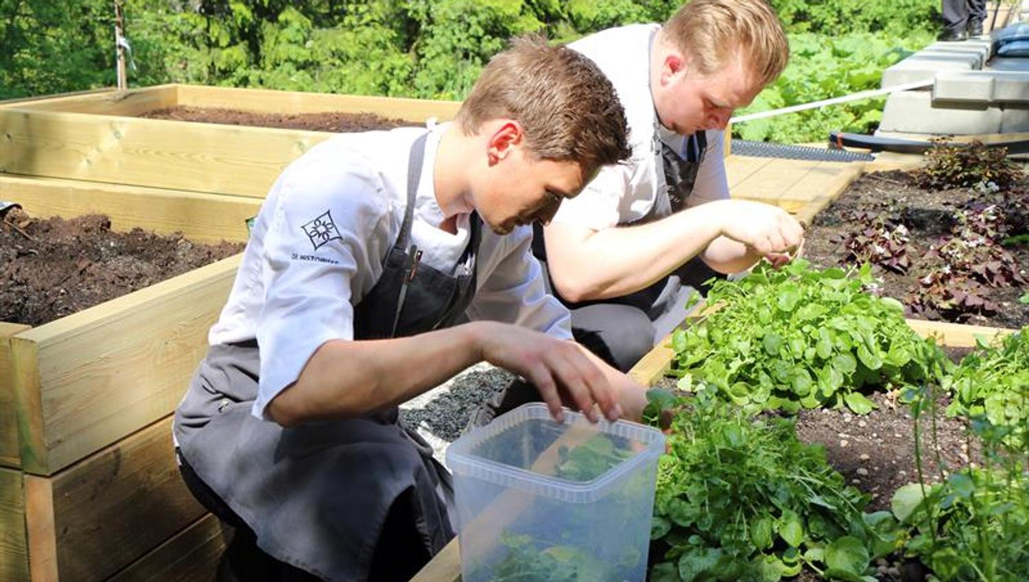 Cultivation of herbs in boxes. Photo