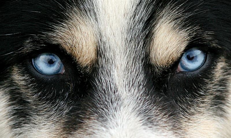 Huskyøyne