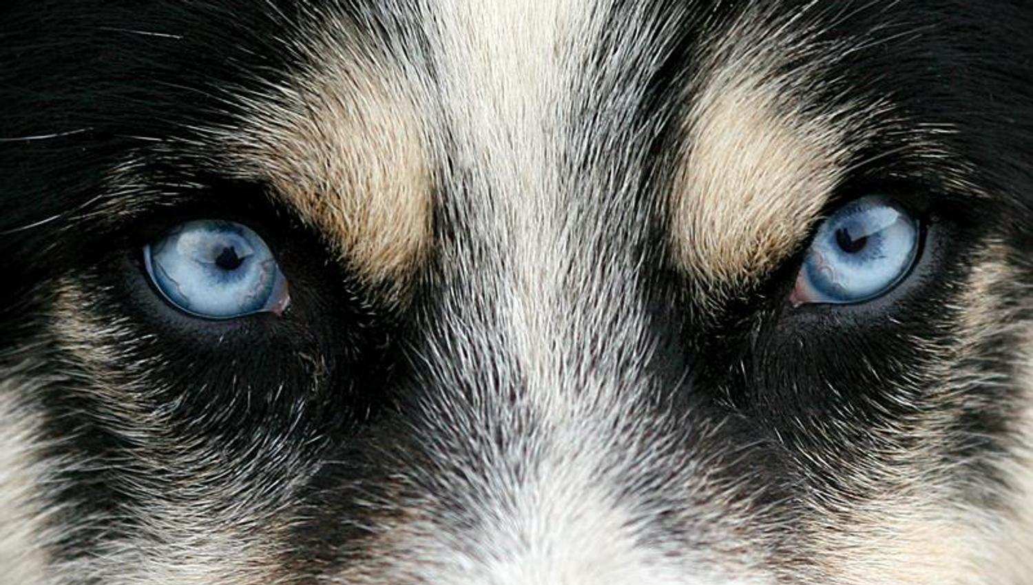 Huskyøyne