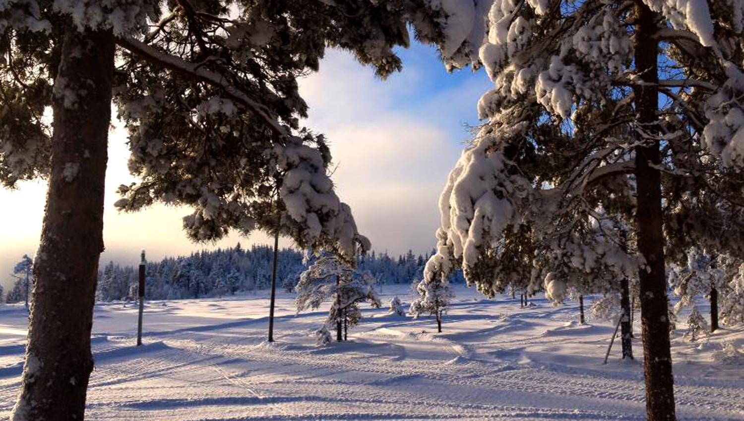 Steinkjer-Midterfjellet-Skiløype-Vinter-sol-(8)