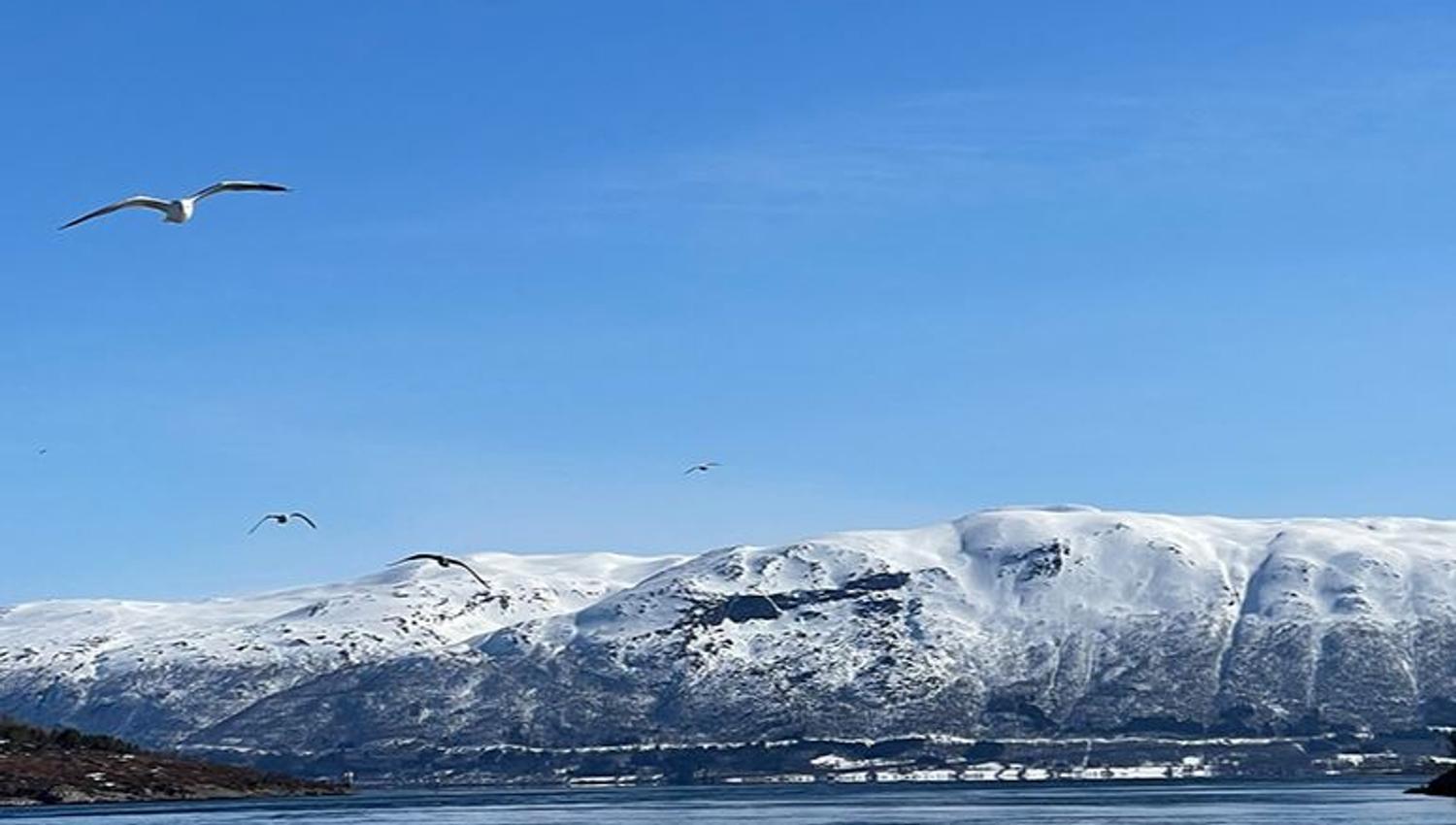 Måser flyr over høye fjell