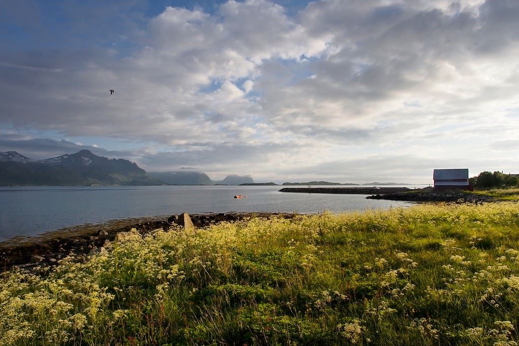 Sommerblomster langs kysten av Senja, med hav og fjell i bakgrunnen