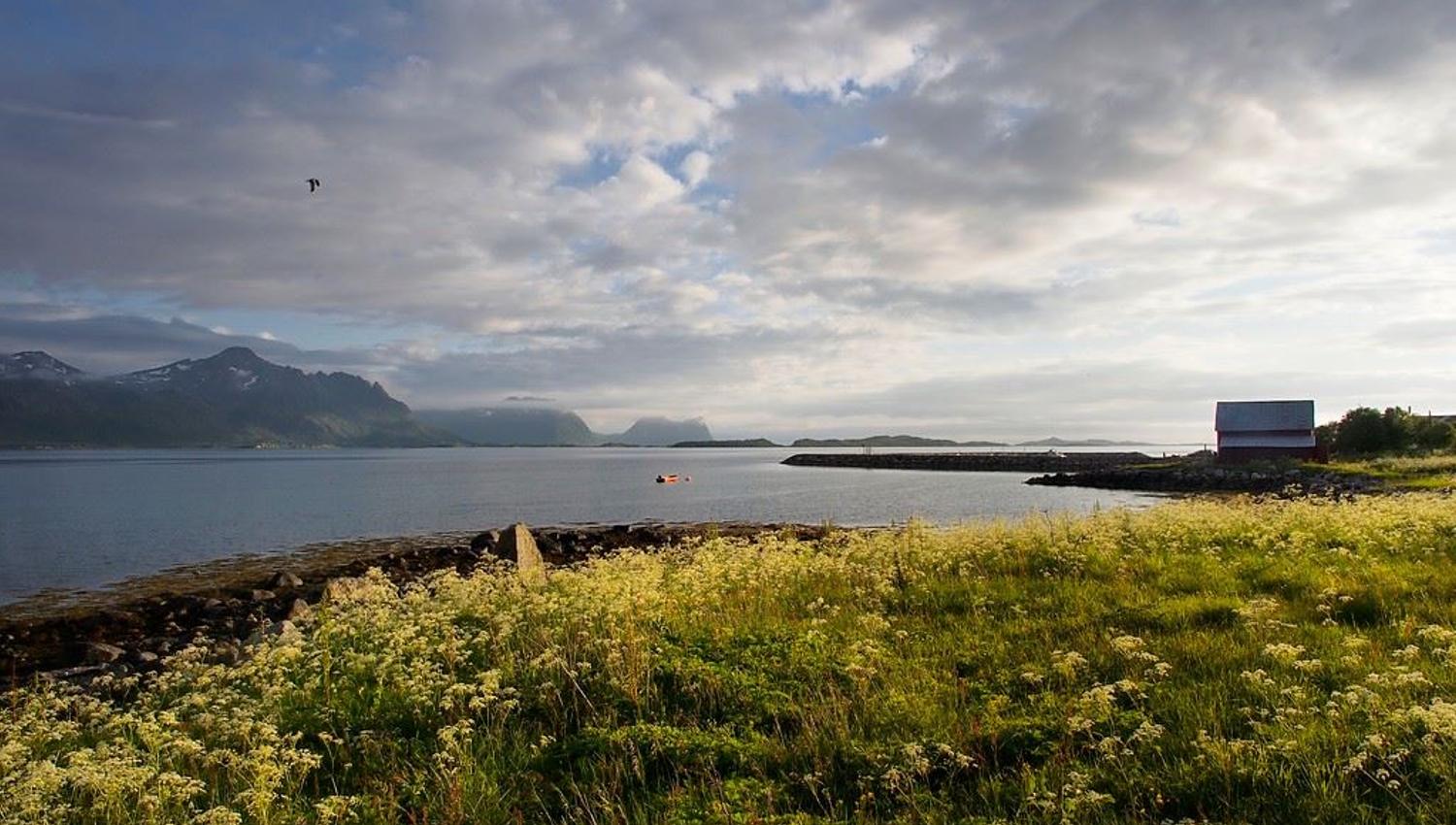 Sommerblomster langs kysten av Senja, med hav og fjell i bakgrunnen