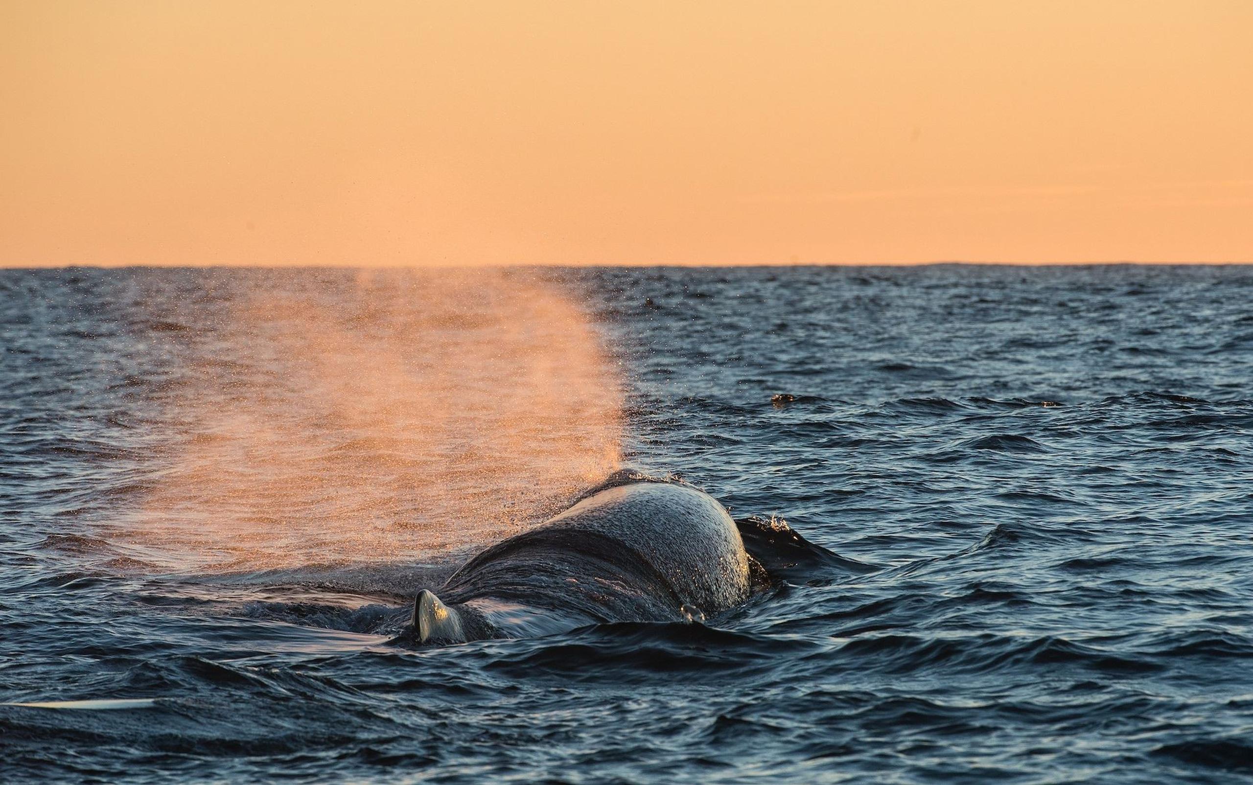 Whale safari with large traditional boat - Whale2Sea Whalesafari