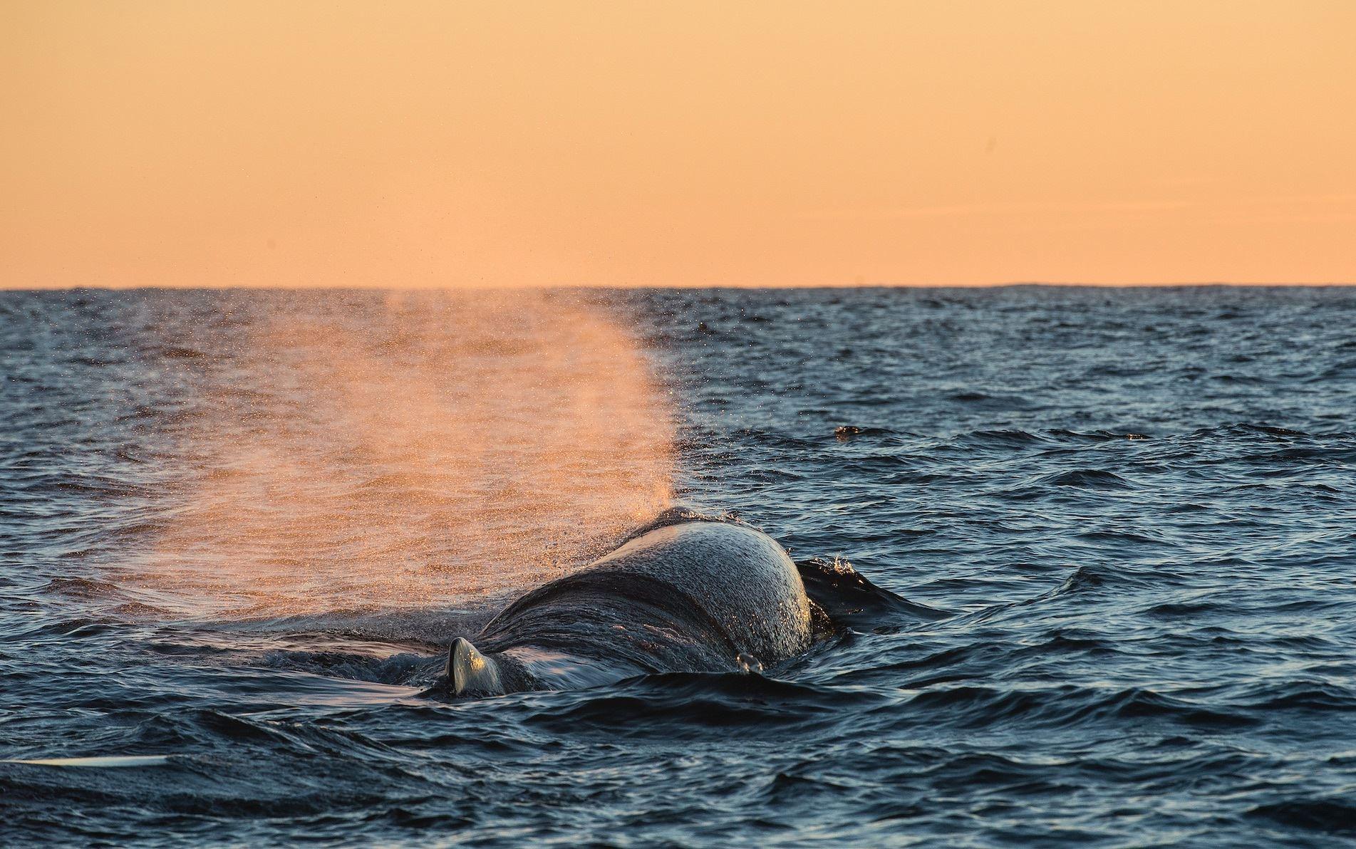 Whale safari with large traditional boat - Whale2Sea Whalesafari