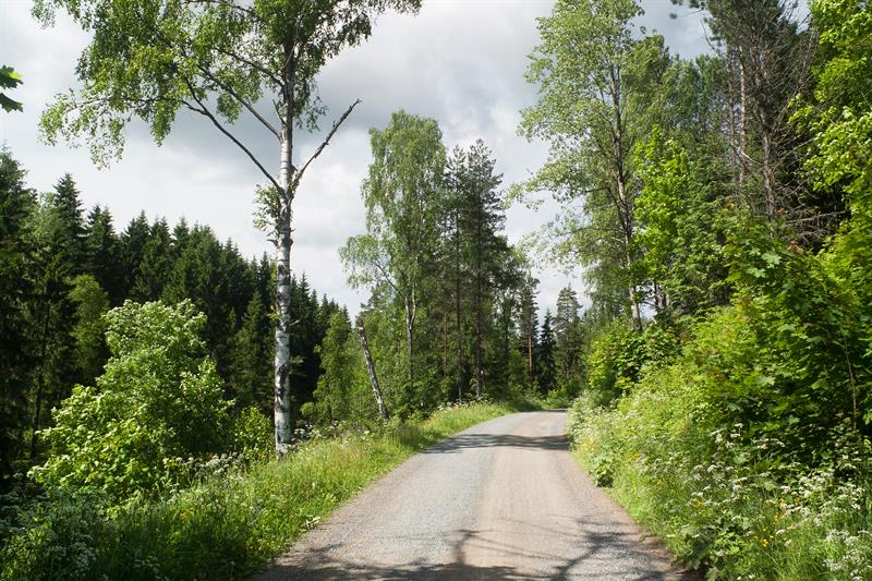 sykkelsti i naturen